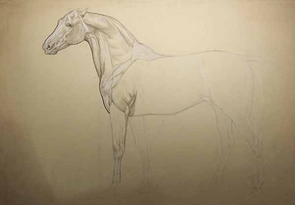 Anatomical Study of a Horse
